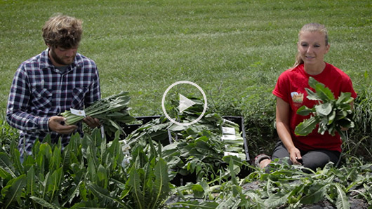 Wegmans Organic Farm Dandelion Greens