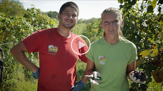 Wegmans Organic Farm Grapes