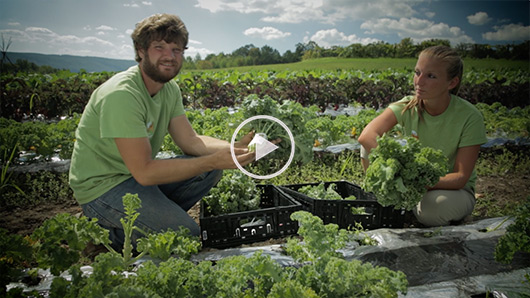 Wegmans Organic Farm Kale