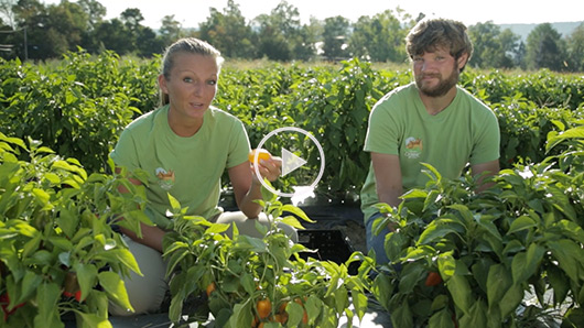 Wegmans Organic Farm Peppers