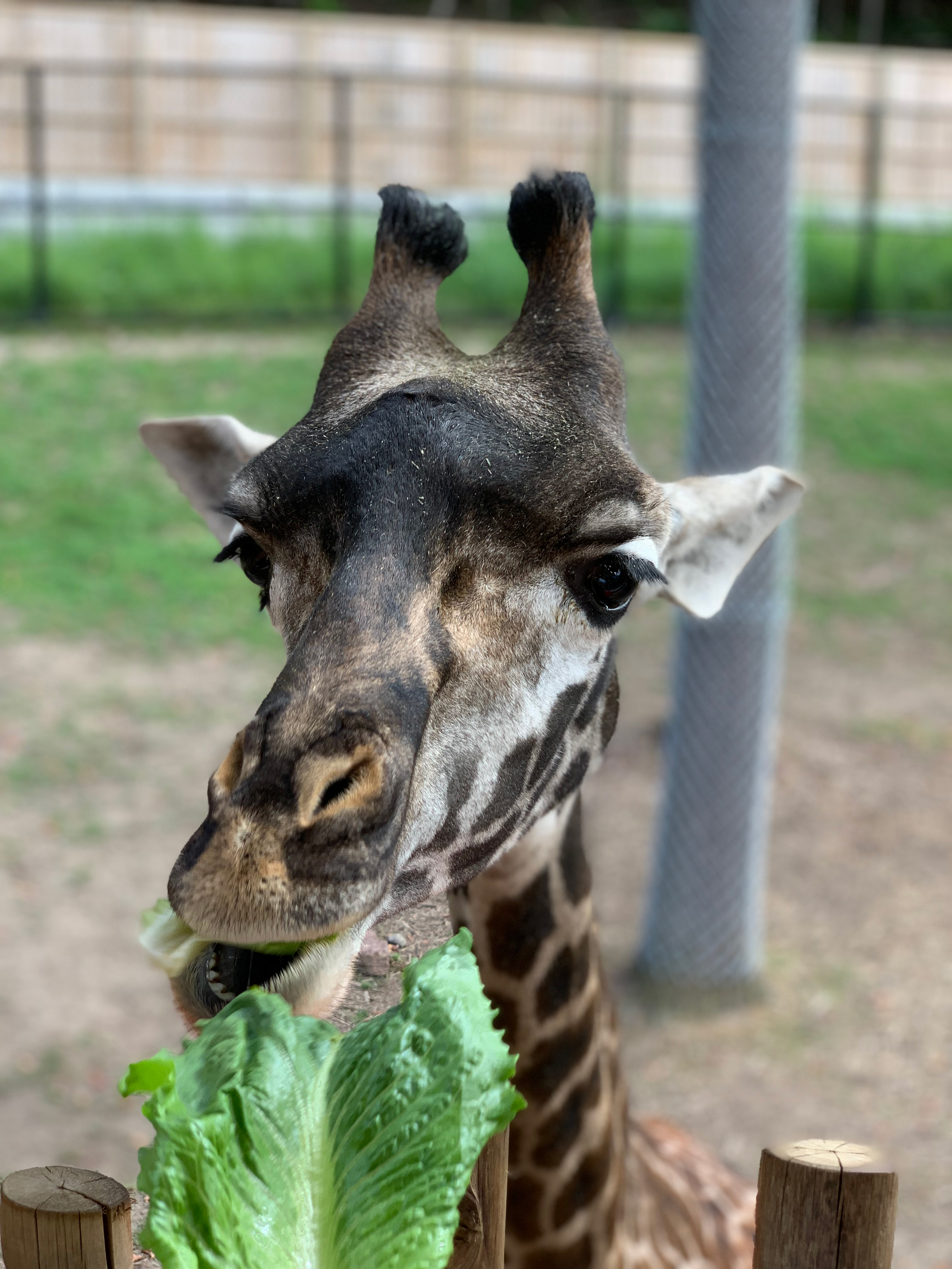 Jay Advertising Goes to the Zoo