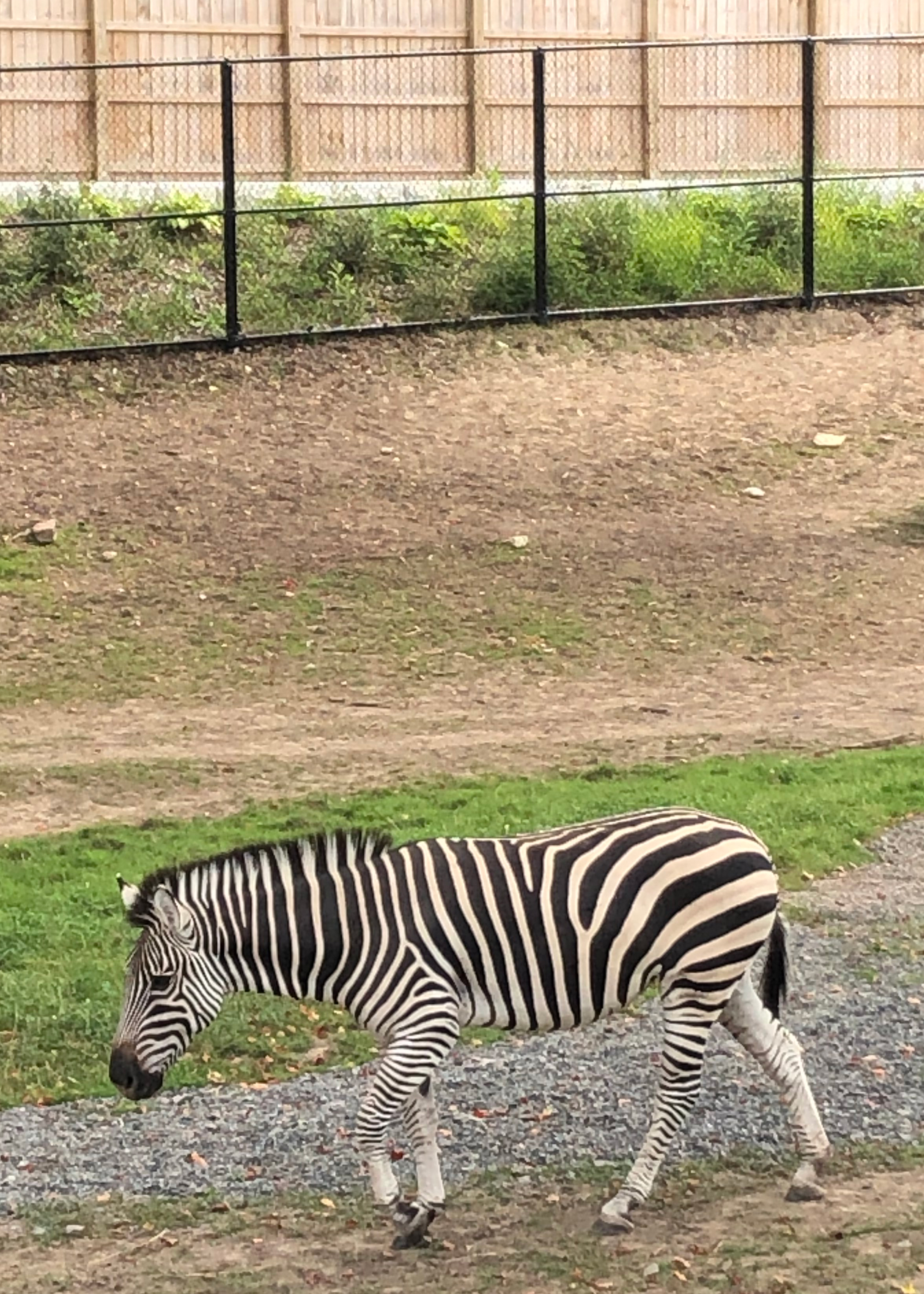 Jay Advertising Goes to the Zoo